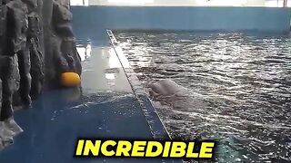 Why Beluga Whales Are Genius!????