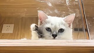 Cat cute end lucu