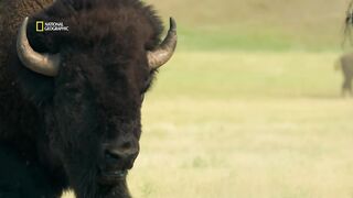 animal video#khan 14