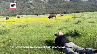 Yellowstone visitors hope to catch a glimpse of rare white buffalo