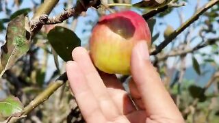 Buah apel