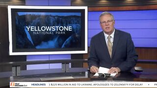 Rare white bison calf born in Yellowstone National Park