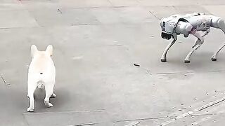 Dog vs robot
