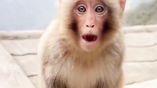 The little pulse says that hungry monkeys become sperms