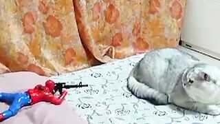 Cats fighting 4