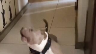 #funnypet 16