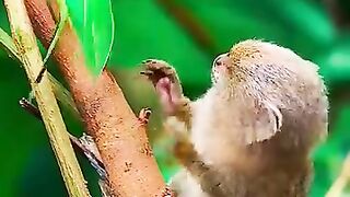 Le plus petit singe