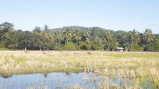 Suasana pagi yg indah di persawahan