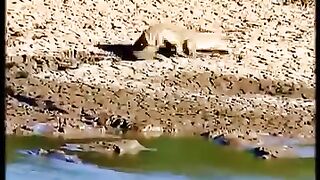 Crocodile contre mamba noir
