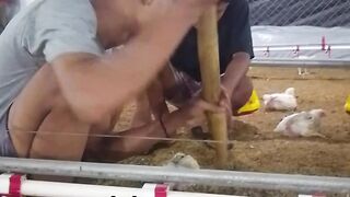 ayam broiler || kata kata lucu 435