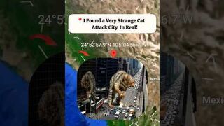 Attack City Cat In Real