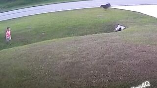 The good dog