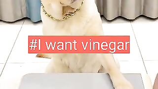 #I want vinegar