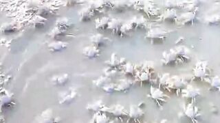 Lot of crab