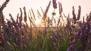 The best sunrise with nature