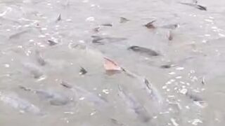 Fisherman catch lot of fish