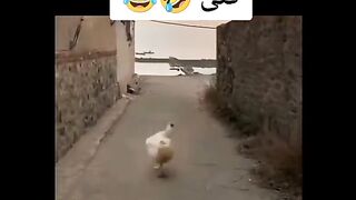 Aisha ab haath se nikal gai
