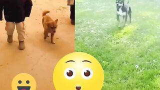 Dog dancer..