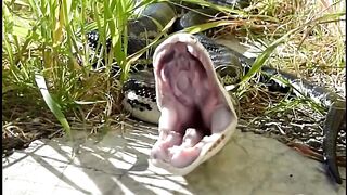 See the largest snake in the world