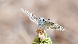 Nature Beauty 0044