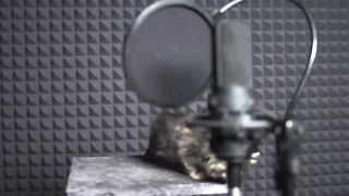 Cute Kittens Sing In Autotune