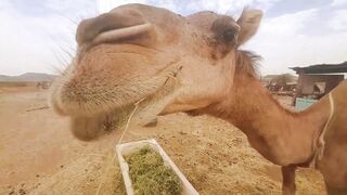 Village Vlog????❤️