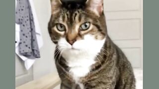 Funny Cats & Dogs