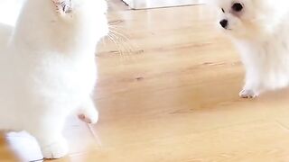 Cute cats and dog.