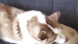 Cat and dog