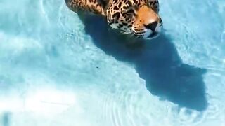 Stubbly jaguar legs !! Cute ????❤️❤️