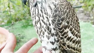 Falconry #short #shortvideo