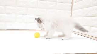Playing cat with ball