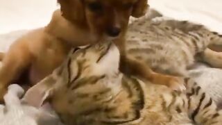 Cat and dog
