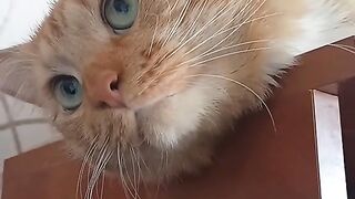 Cute Cat