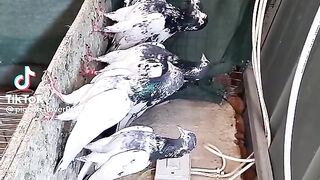 Kabootar in pakistan