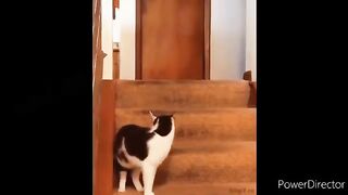 Cat and dog