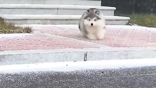 Cat and dog