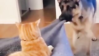 Cat and dog