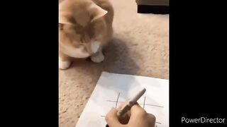 Cat and dog