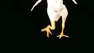 Mera Dil ye pukaray ajaa public like song