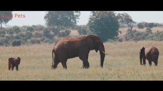 Types of Elephants