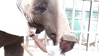 Beautifull Elephant Vedio