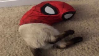 Funniest Cats - The Best Of TikTok