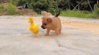 Dog duck