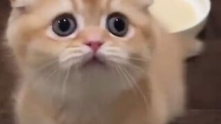 Chouto mouto cat boy