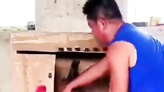 Couple birds love