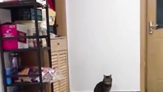 The Best Funny Animal videos compilation.try not to laugh ???? ????