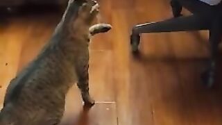 Funny cats ???????? Bad Cats ????????