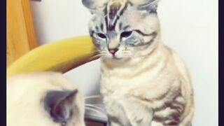 Cat | Cat cute