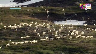 Wolf catching a little goad in hilly Areas